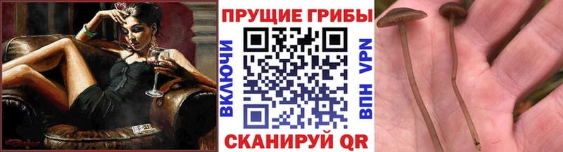 Псилоцибиновые грибы мицелий Полевской